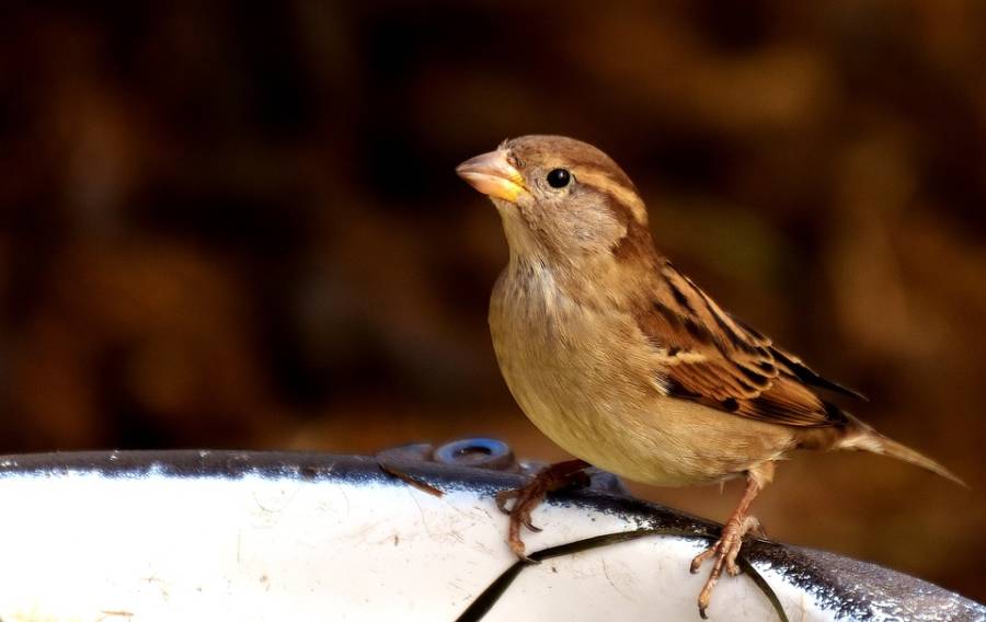 sparrow.jpg