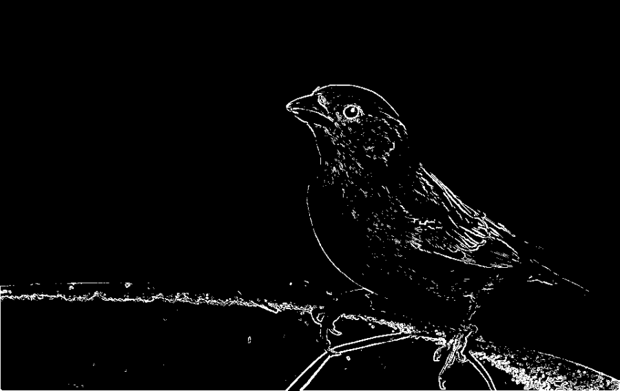 sparrow_edge_sobel_1.png